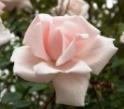 Rosa rosa, de Alegra Catarina