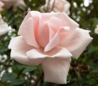 Rosa rosa, de Alegra Catarina